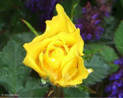 Linda's Hobson Garden Yellow Rose 2773