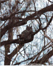 Great Horned Owl inhabiting McNees Hobson Property