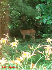 Deer visits Hobson 18 Oaks