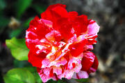 Multi-colour rose