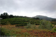 Benziger Family Winery - Valley Vineyard