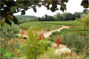 Benziger Family Winery - Benziger Valley