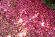 Arns Napa Valley Estate - petals - 5283
