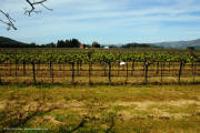 Trefethen Napa Valley Oak Knoll Estate Vineyards