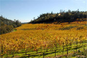 Fantesca Estate Winery Vineyard 