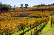 Fantesca Estate Winery Vineyard