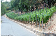 Viader - entry road vineyard