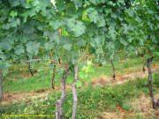 Linden Vineyards Chardonnay Vines