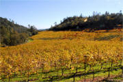 Fantesca Winery Estate vineyard.