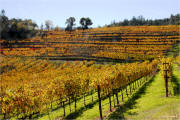 Fantesca Estate Winery vineyard - top