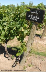 Inniskillin Icewine grape vineyards